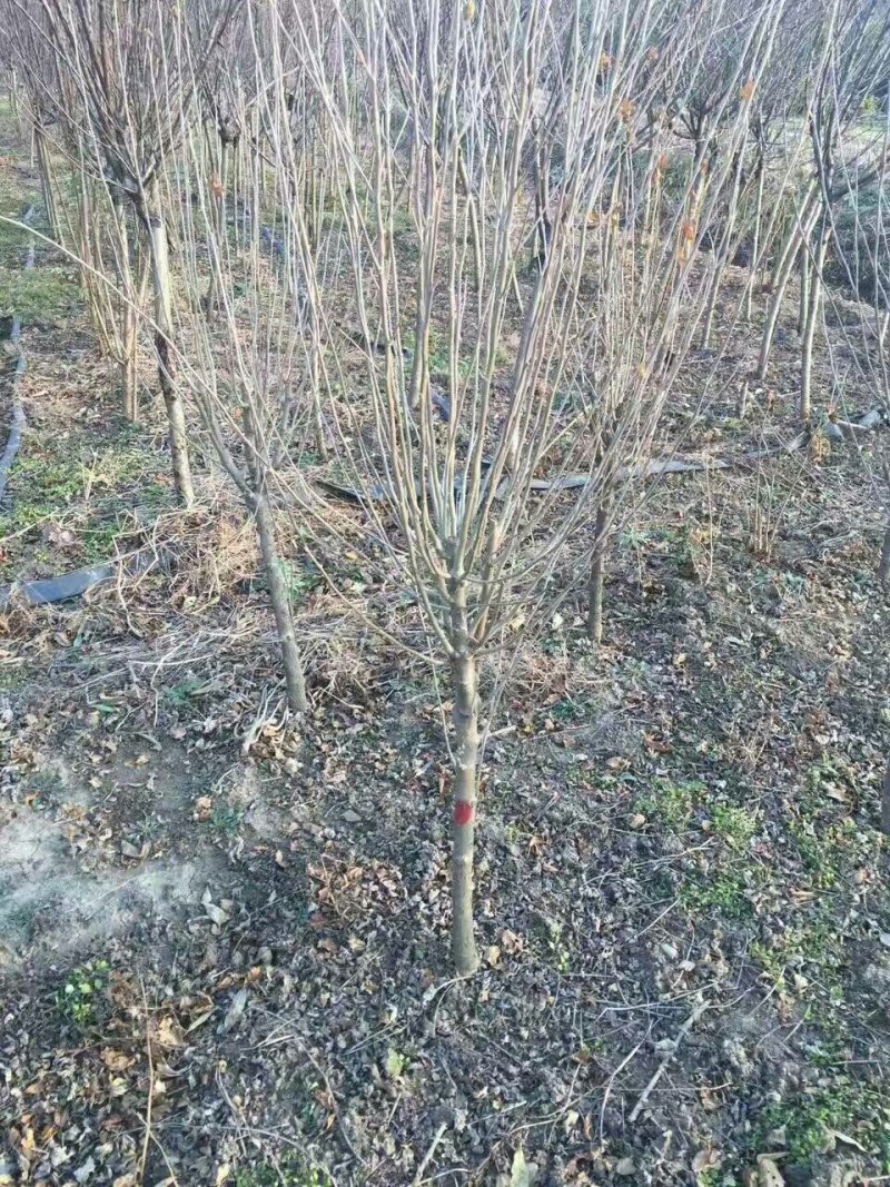 优质木槿，丛生木槿量大低价供应，木槿规格全面，全国直发