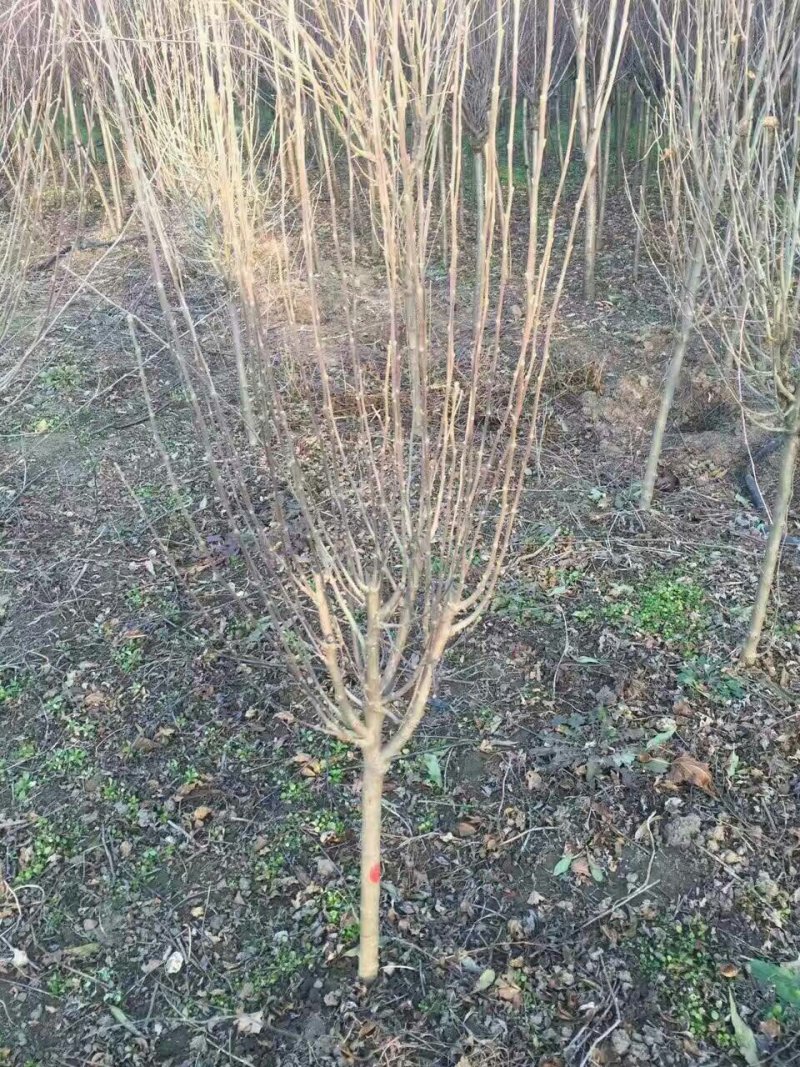 优质木槿，丛生木槿量大低价供应，木槿规格全面，全国直发