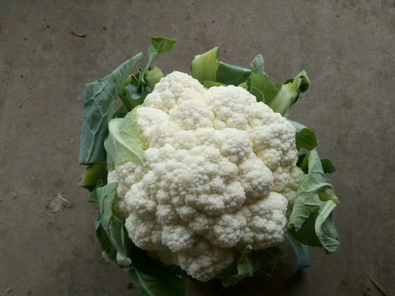 菜花