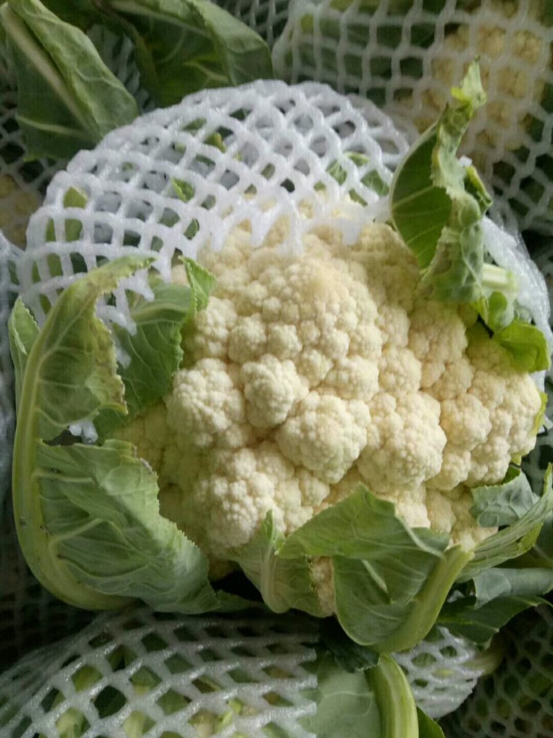 菜花