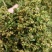 赶黄草茶四川优质赶黄草花颜色绿