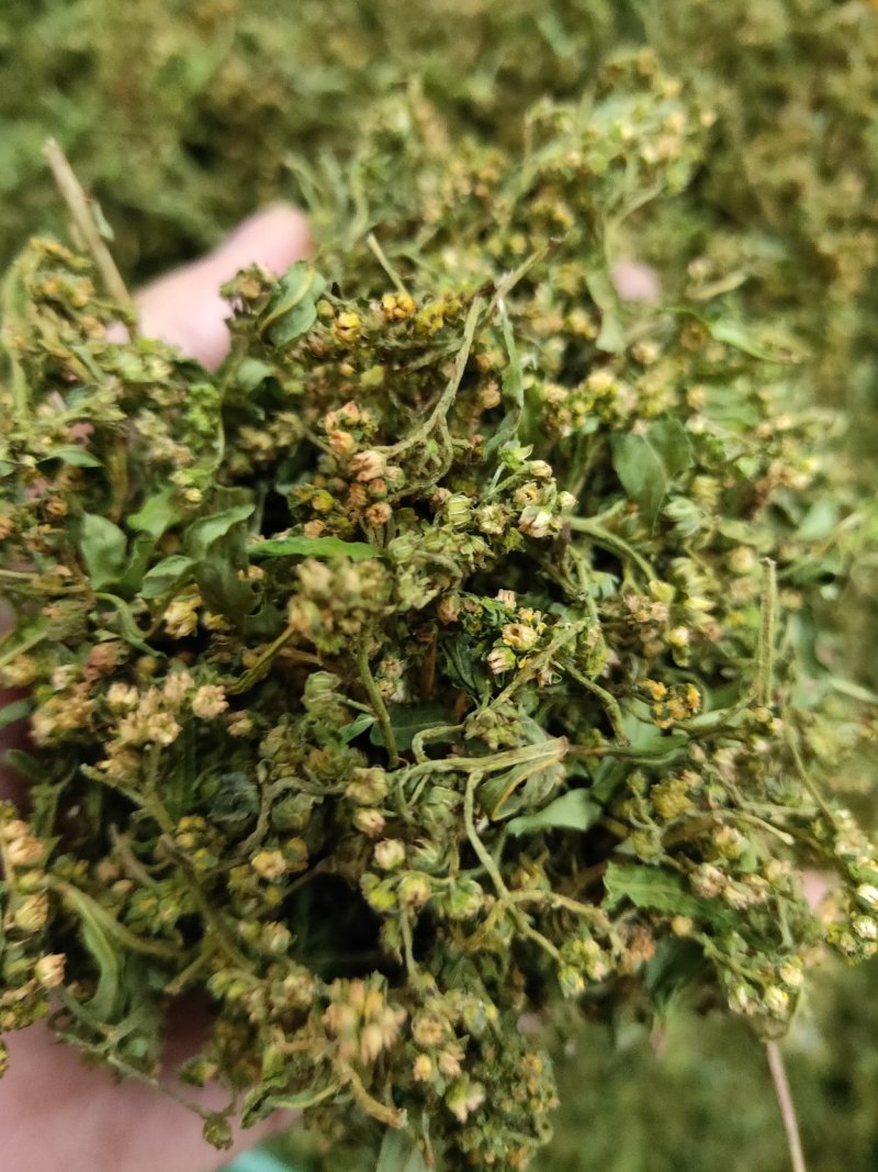 赶黄草茶四川优质赶黄草花颜色绿