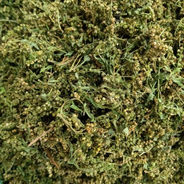 赶黄草茶四川优质赶黄草花颜色绿