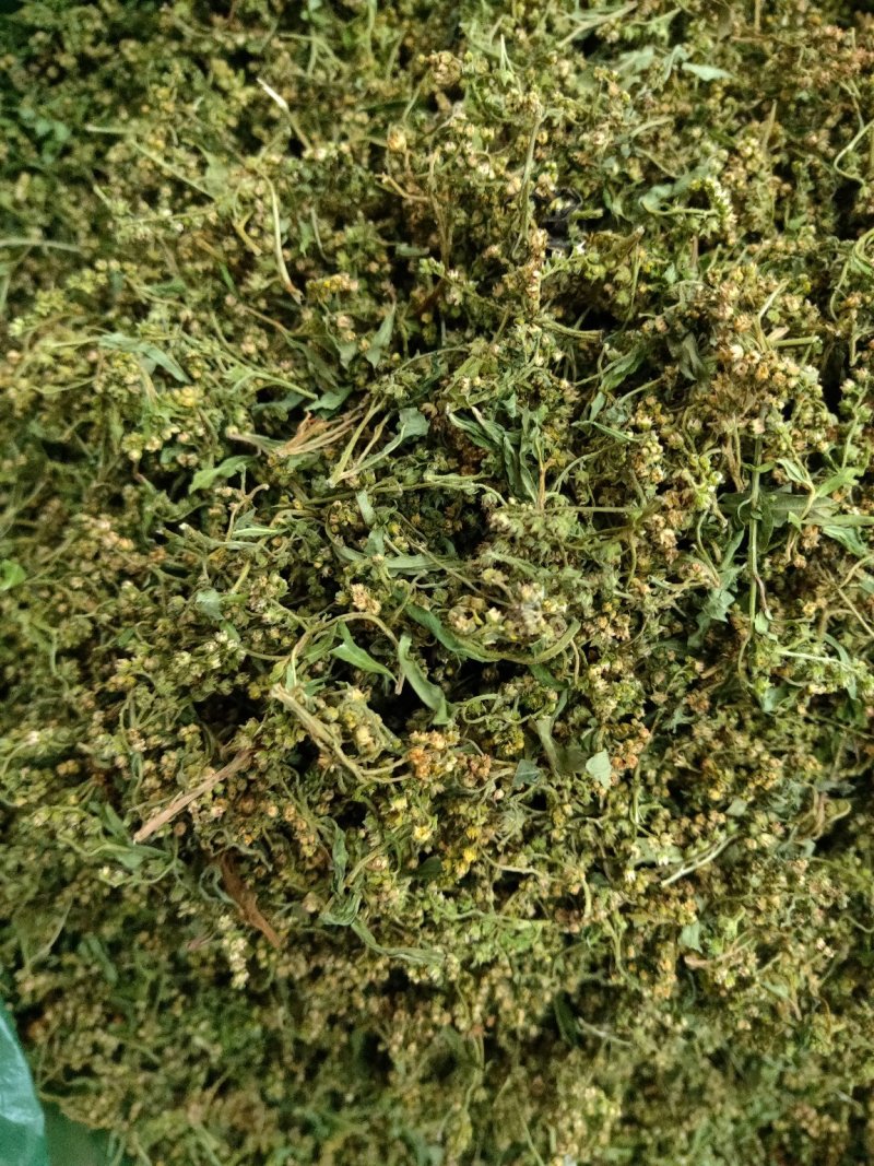 赶黄草茶四川优质赶黄草花颜色绿