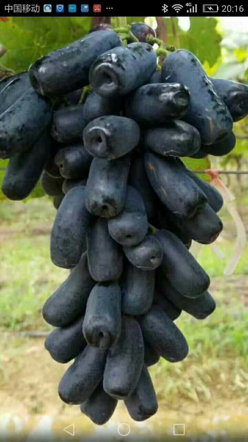 葡萄苗