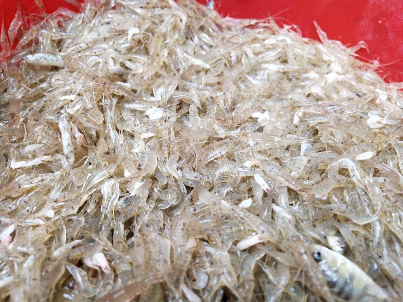 虾干，