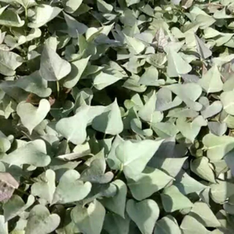优质脱毒商薯19脱毒红薯苗亩产九千，产地直发，一手货源