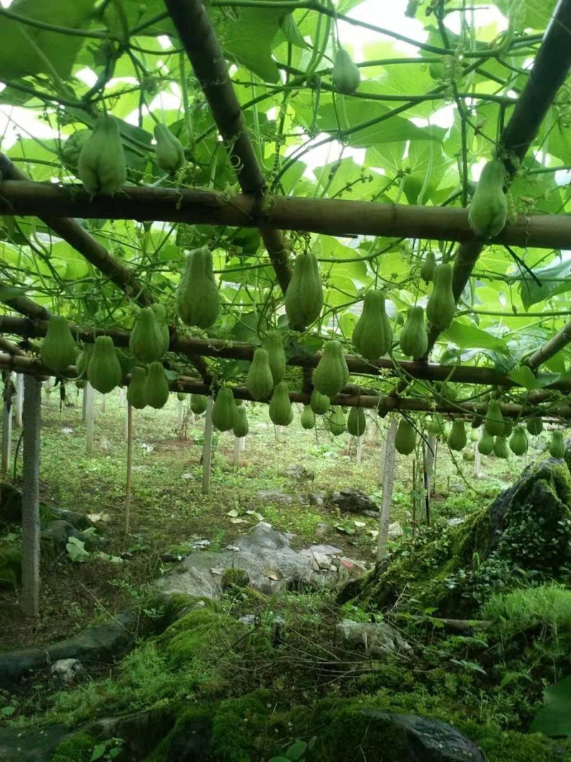来自贵州万亩佛手瓜种植基地鲜嫩佛手瓜及瓜种诚信经营中