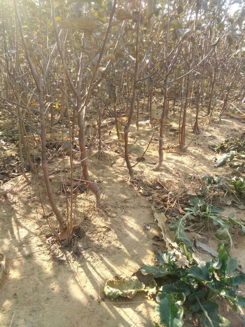 苹果树