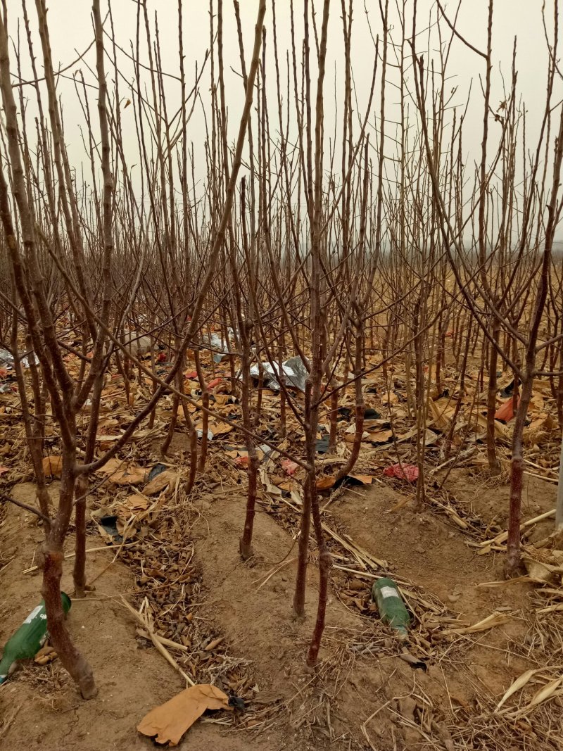 苹果树