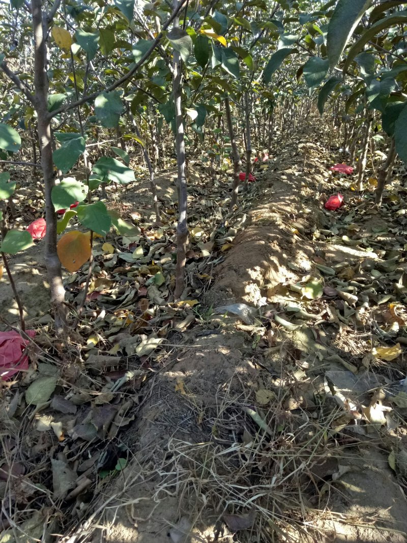 苹果树