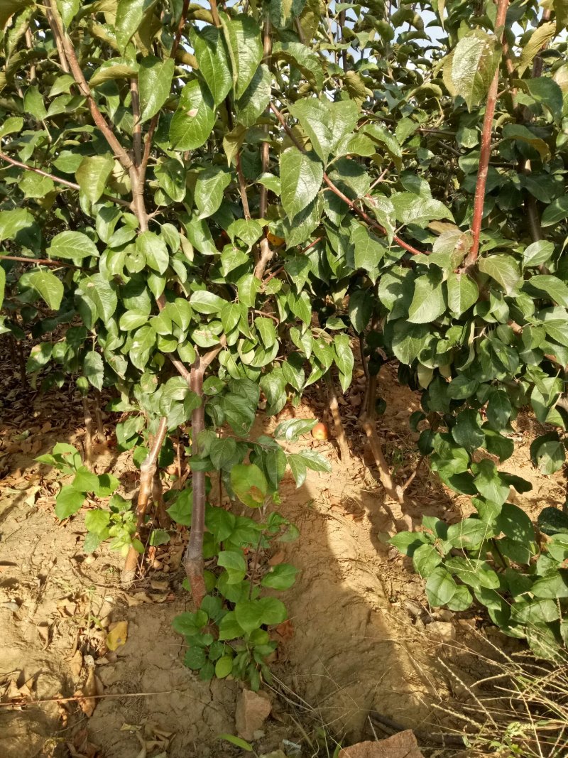 苹果树