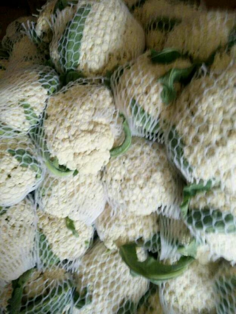 山东省聊城市莘县白面青梗松花菜直供2~3斤散花乳白