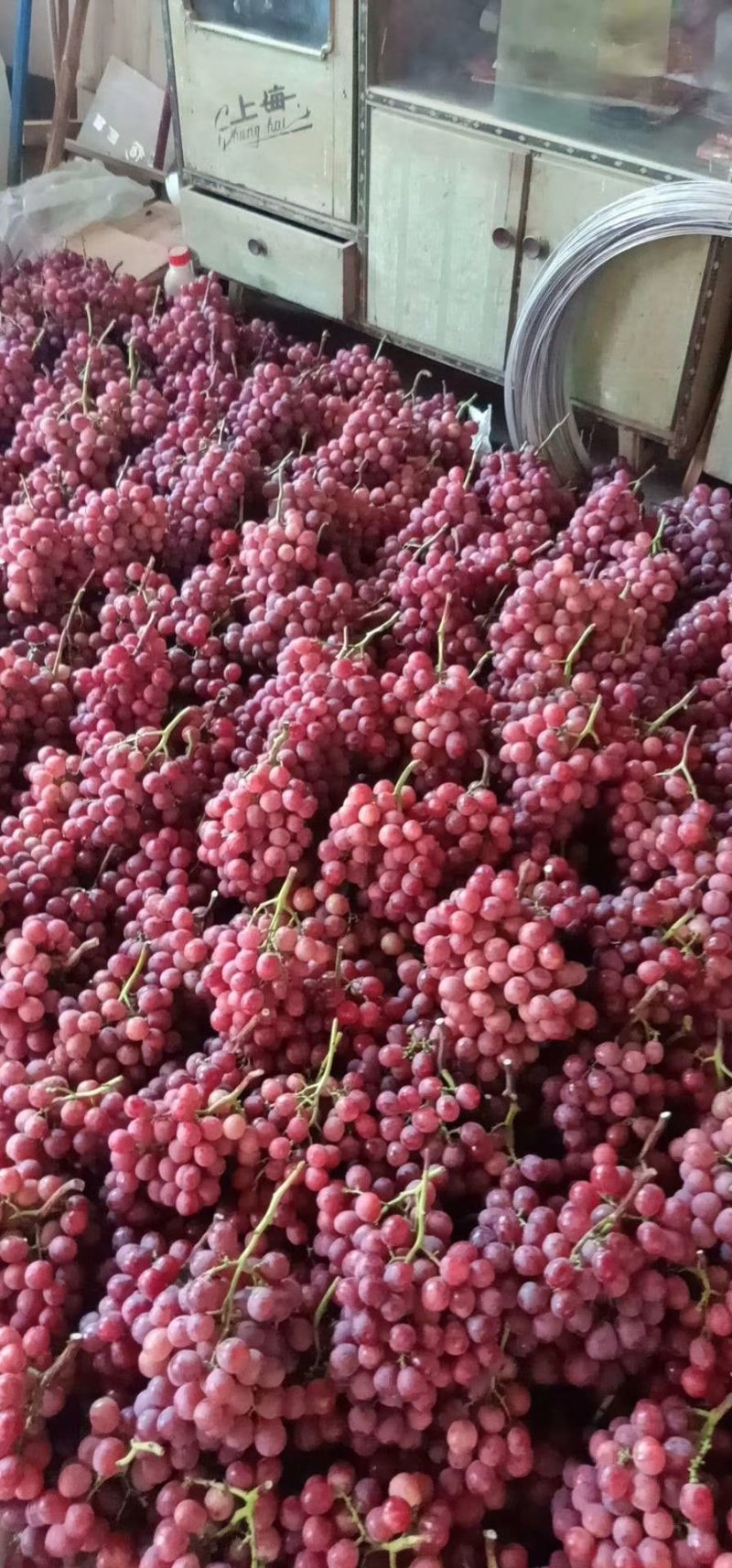 精品陆地红提大量供应，质量杠杠的，车随到随装
