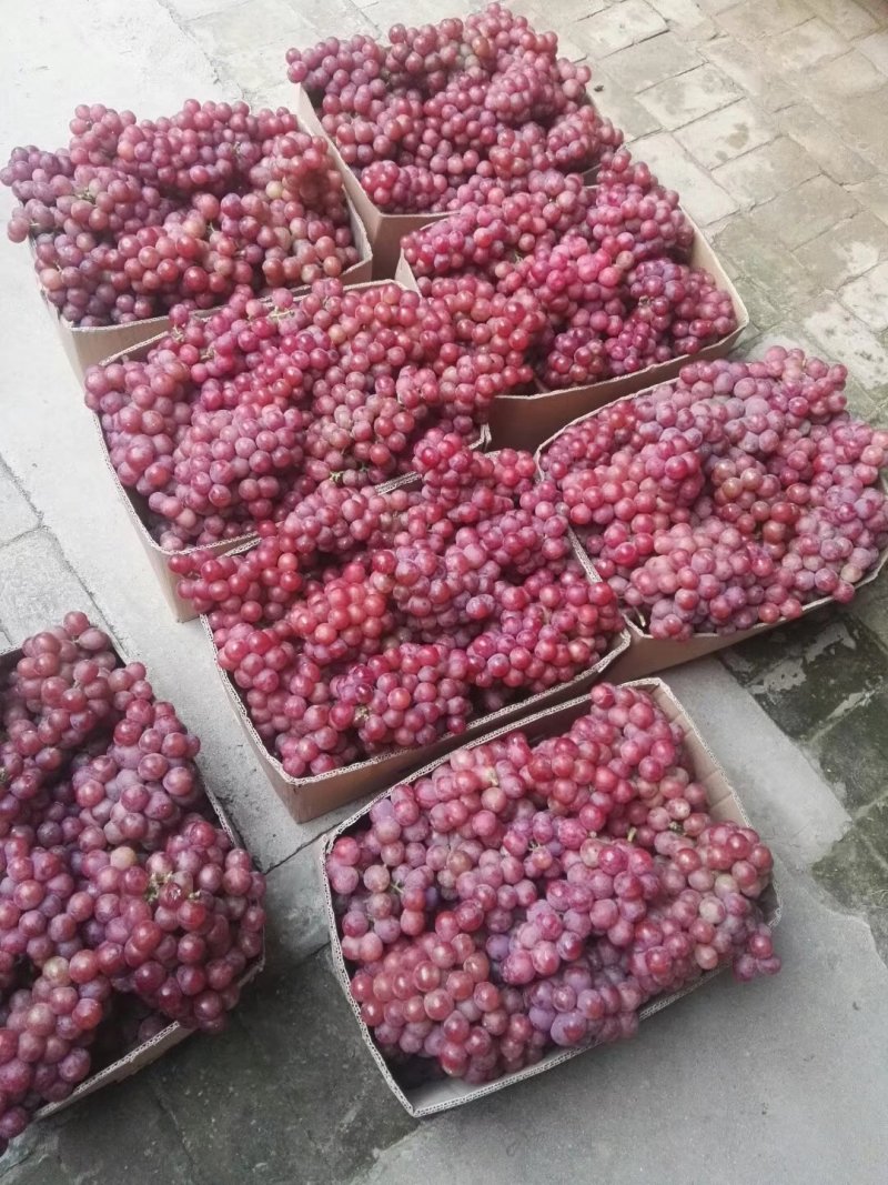 精品陆地红提大量供应，质量杠杠的，车随到随装