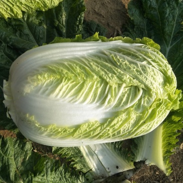 大白菜7斤以上毛菜