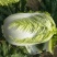 大白菜7斤以上毛菜
