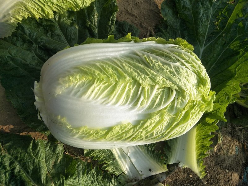 大白菜7斤以上毛菜