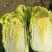 大白菜7斤以上毛菜