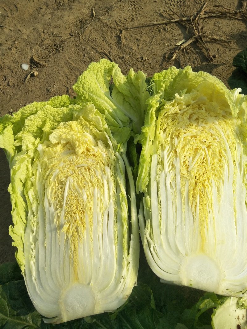 大白菜7斤以上毛菜