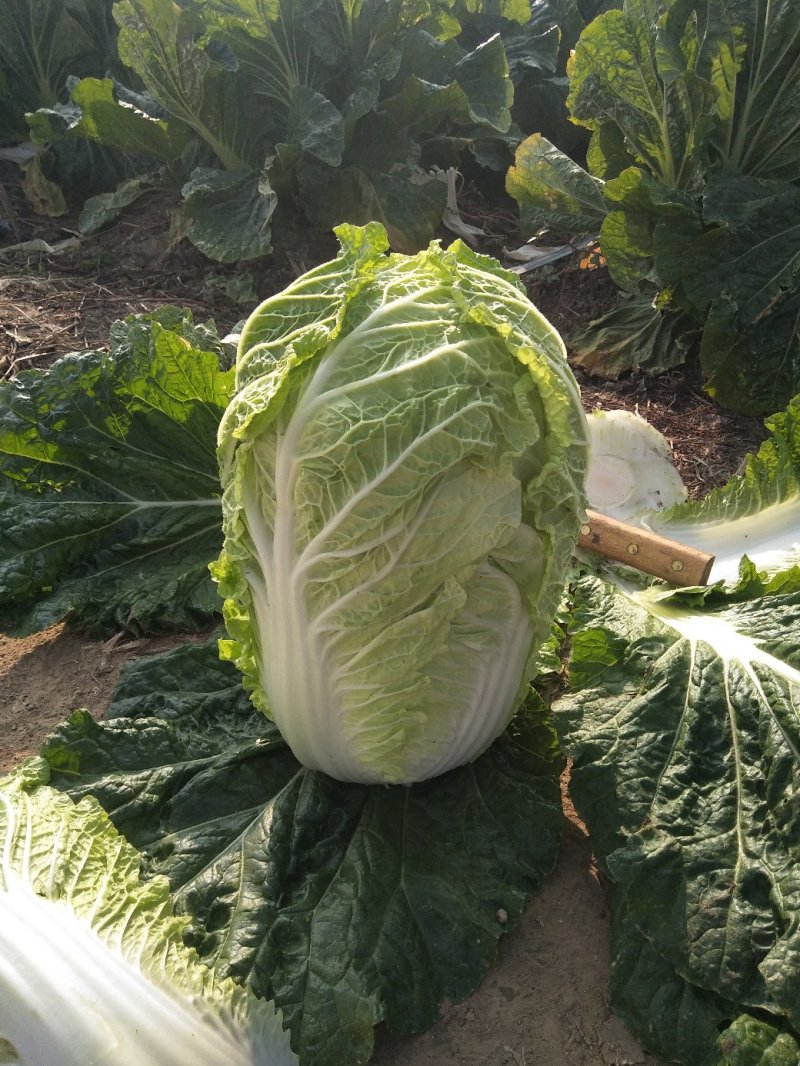 大白菜7斤以上毛菜
