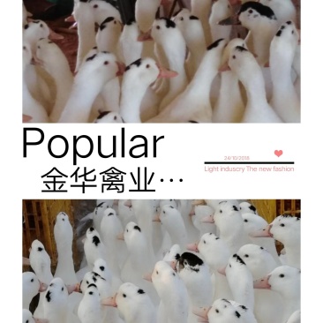 一点头鸭苗