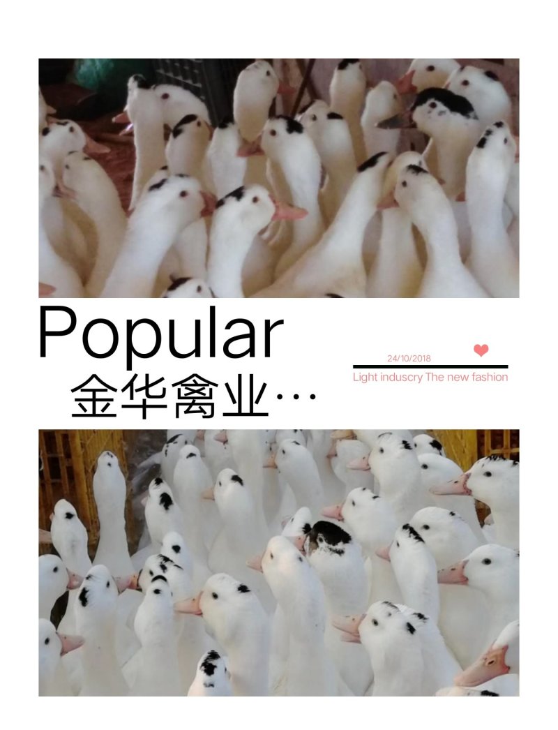 一点头鸭苗