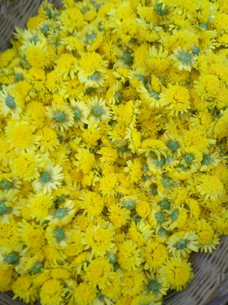 高黎贡山下的生态小黄菊花
