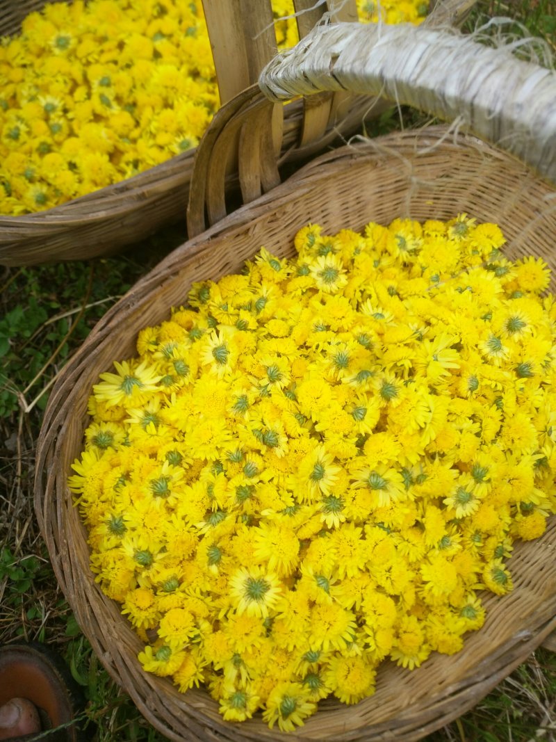 高黎贡山下的生态小黄菊花
