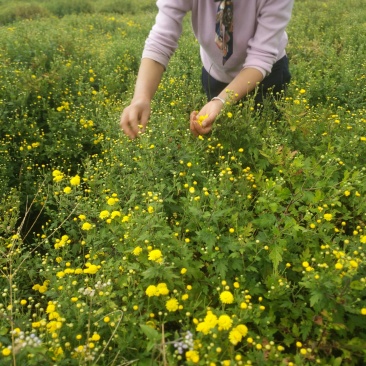 高黎贡山下的生态小黄菊花