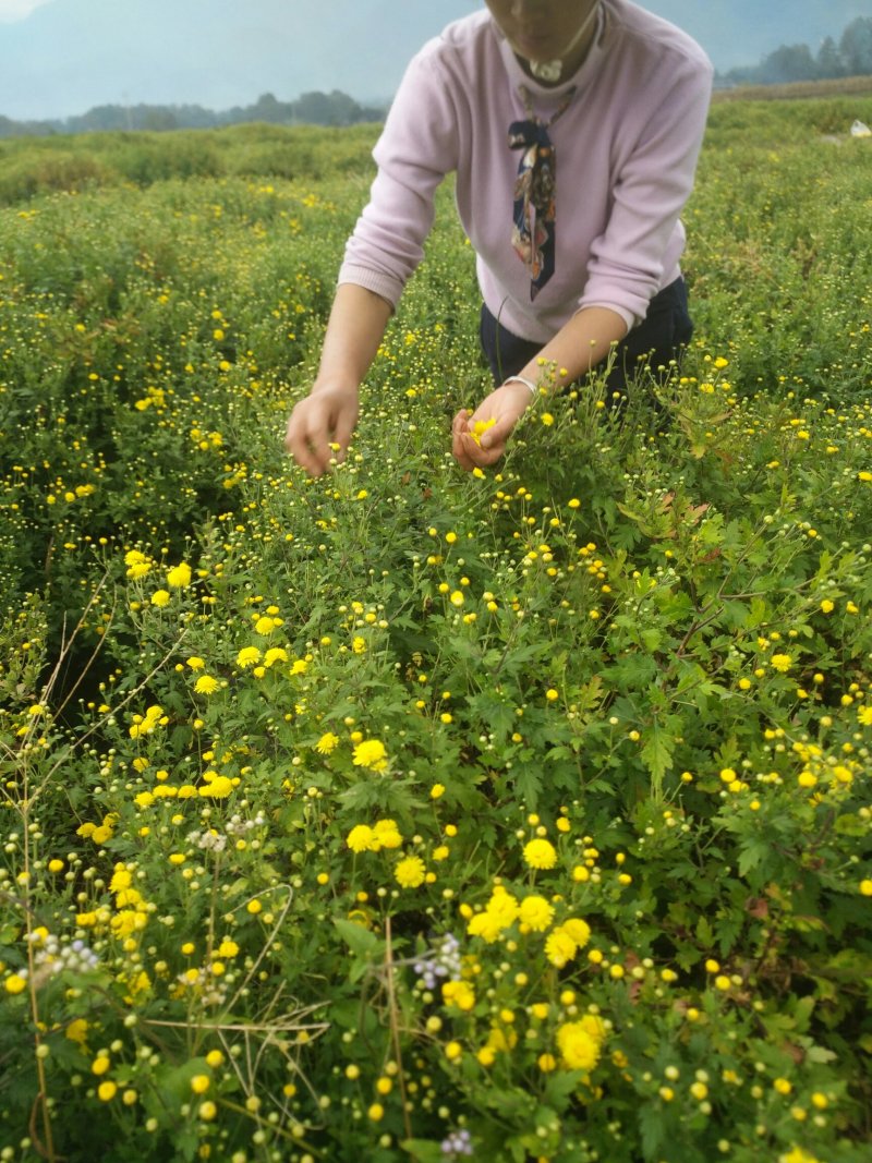 高黎贡山下的生态小黄菊花
