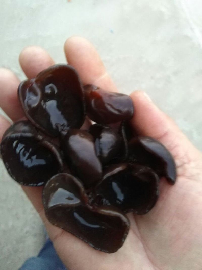 秋木耳一级