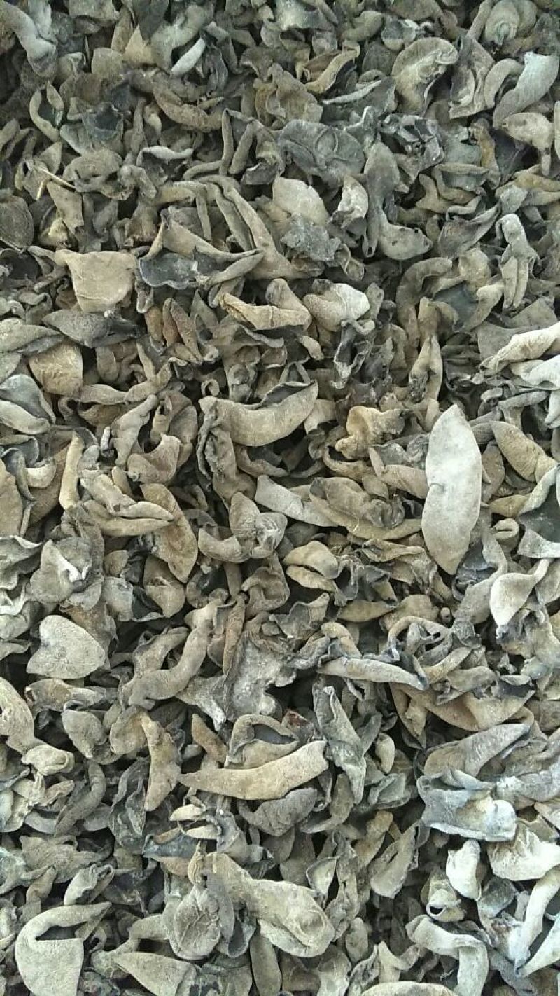 秋木耳一级