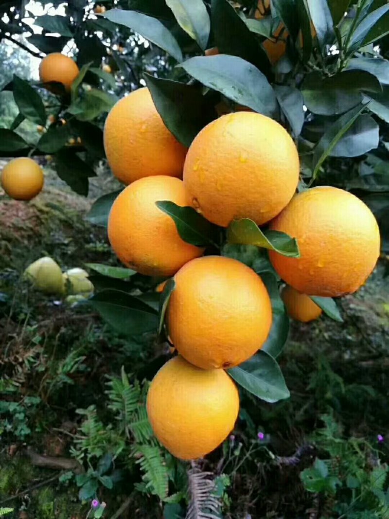 赣南脐橙