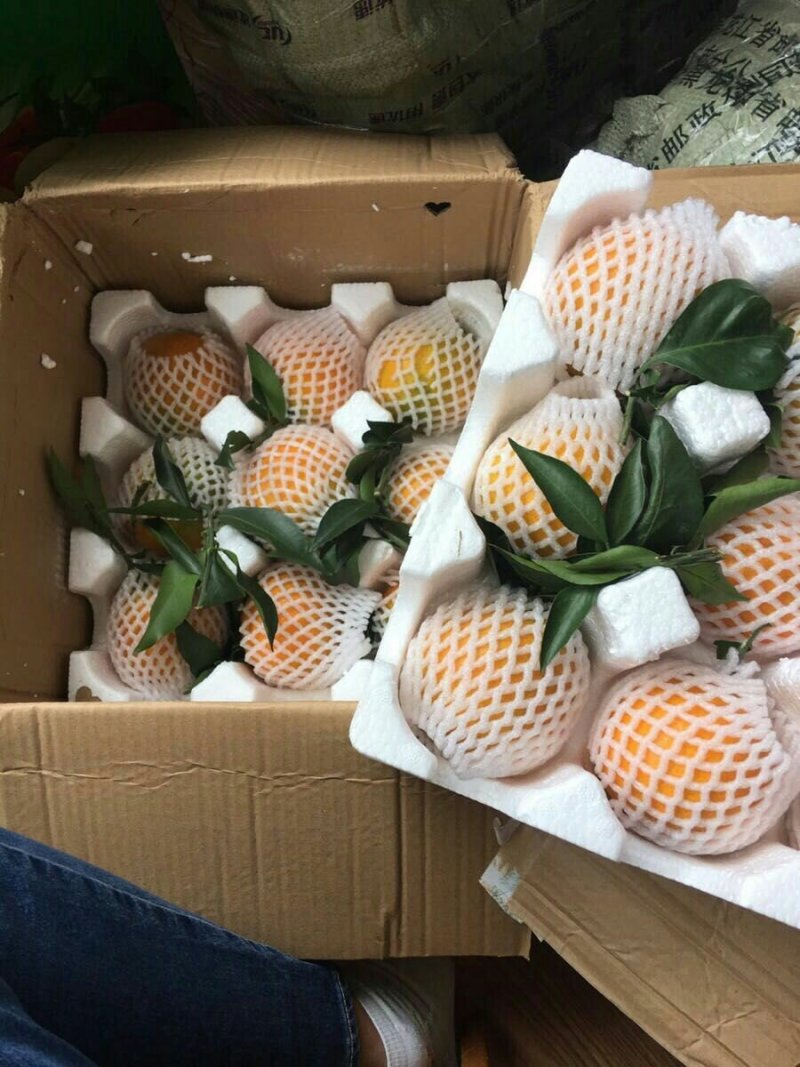 赣南脐橙