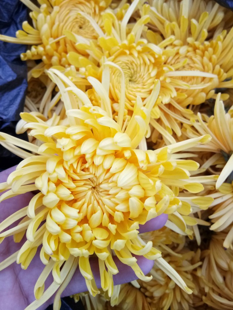 菊花