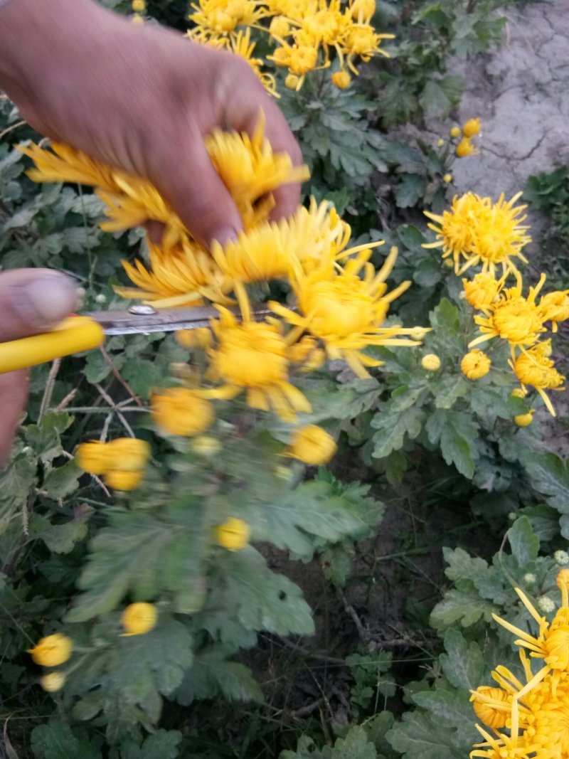 菊花