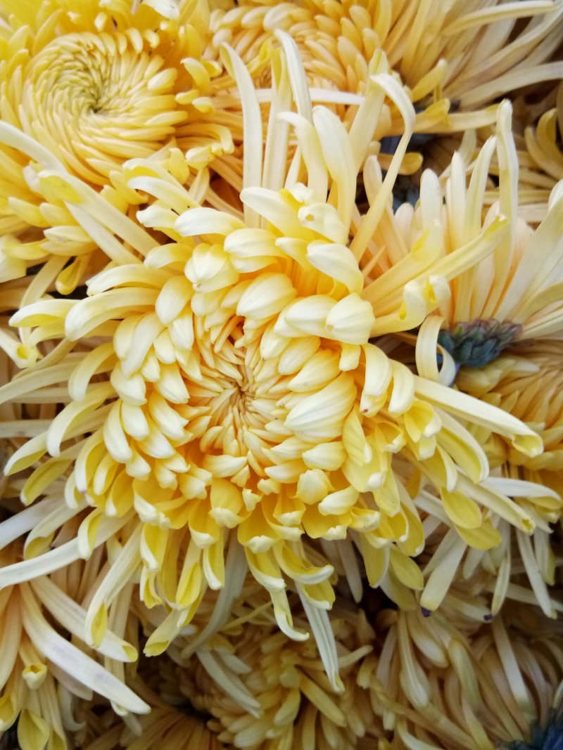 菊花