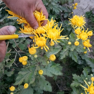菊花