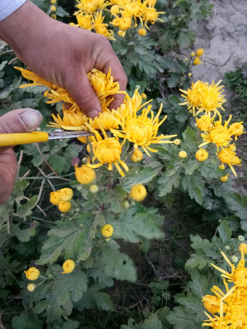 菊花