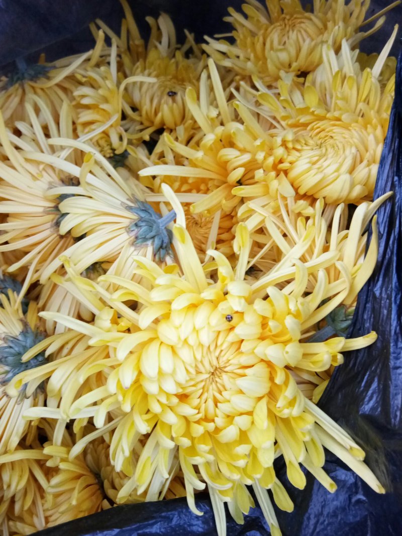 菊花