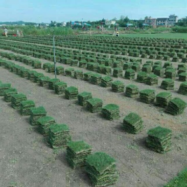 马尼拉草坪