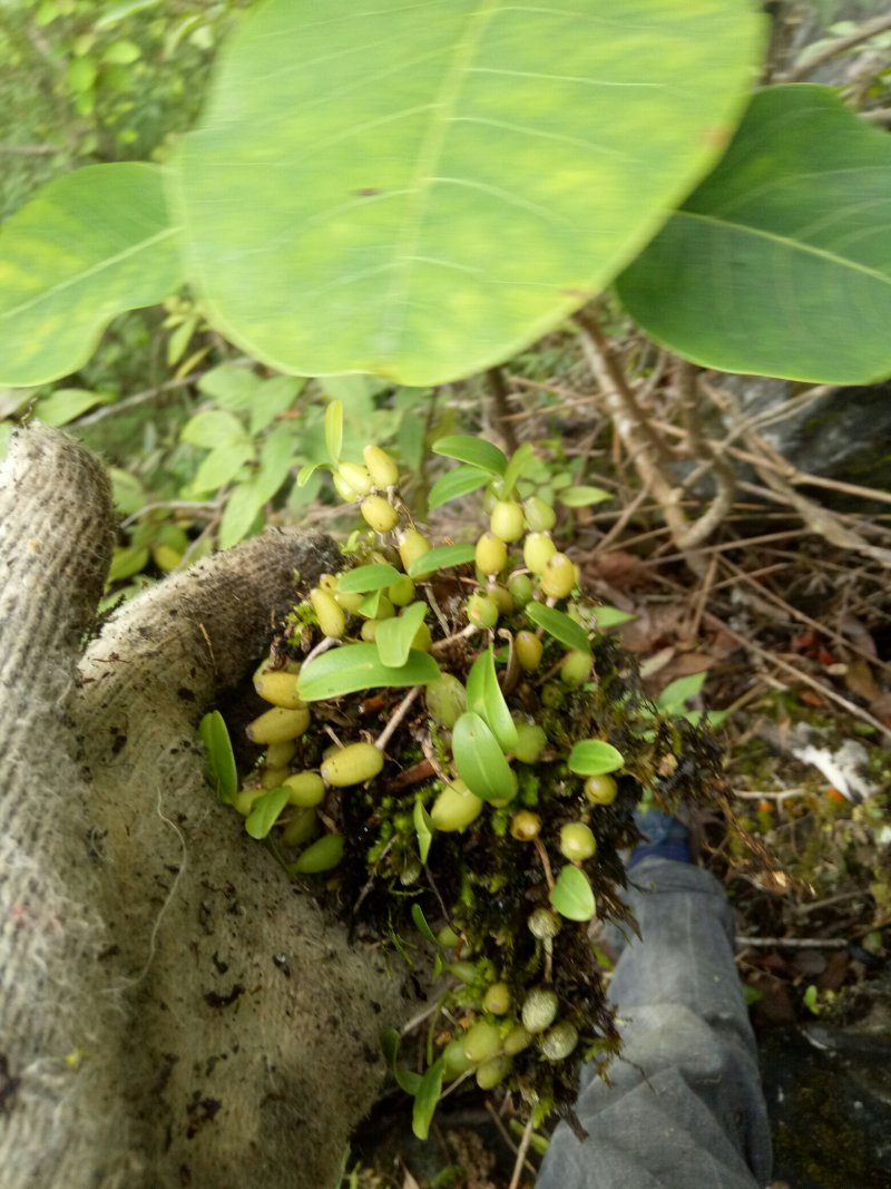 小果橄榄，