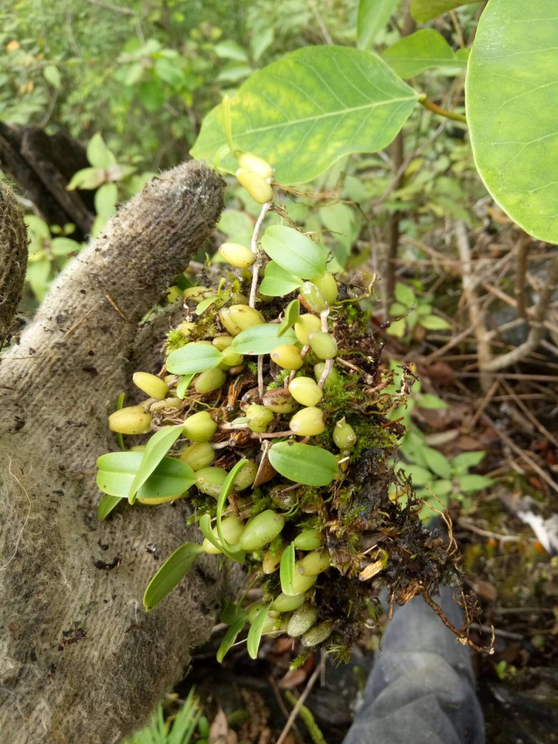 小果橄榄，