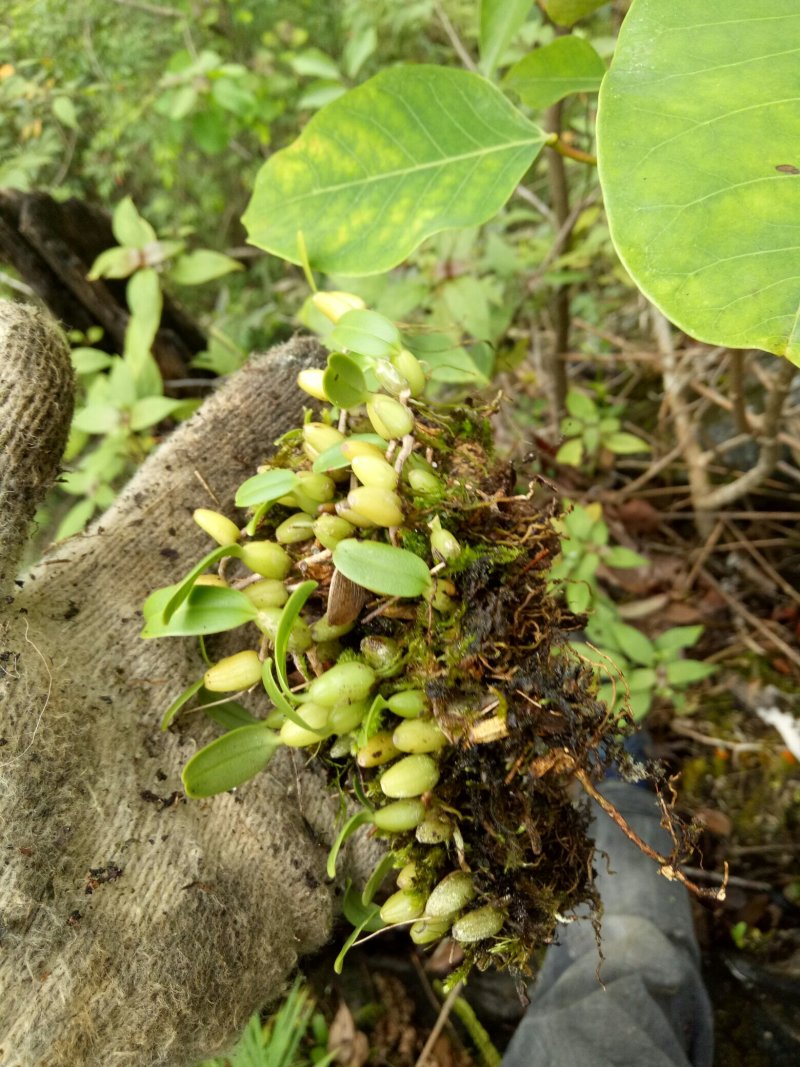 小果橄榄，