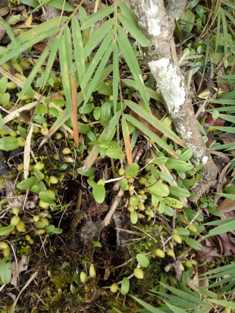 小果橄榄，