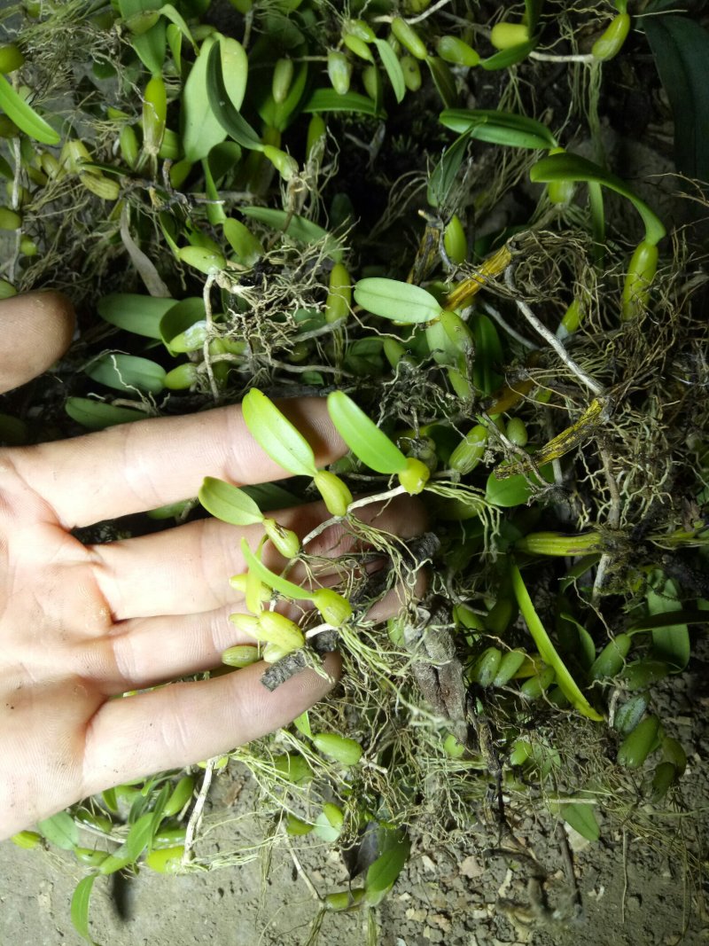 小果橄榄，