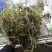 美花石斛