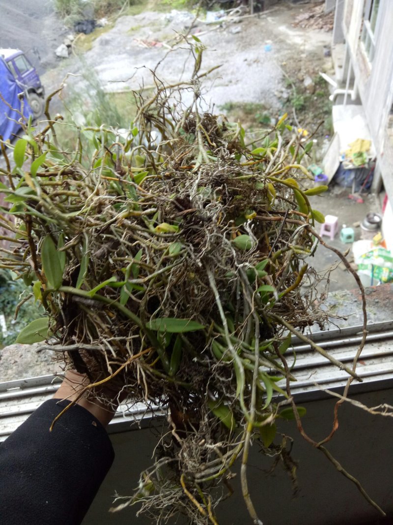 美花石斛