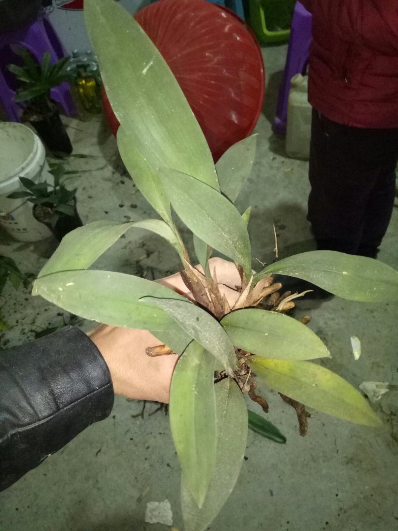 磨砂兔